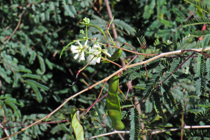 White-ball Acacia has a flattened fruit which is a 2 to 3 inch (4 to 7 cm) long seed pod (legume). Acaciella angustissima